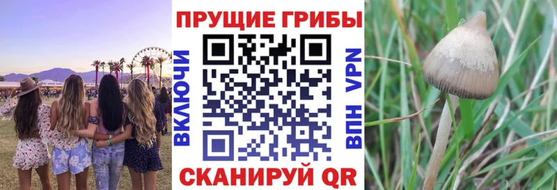 MEGA маркетплейс  купить закладку  Дербент  darknet состав  Псилоцибиновые грибы Psilocybine cubensis 